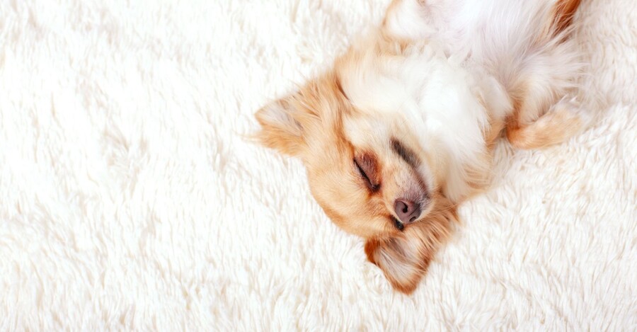 Carpet Cleaning by Jax Property Partners